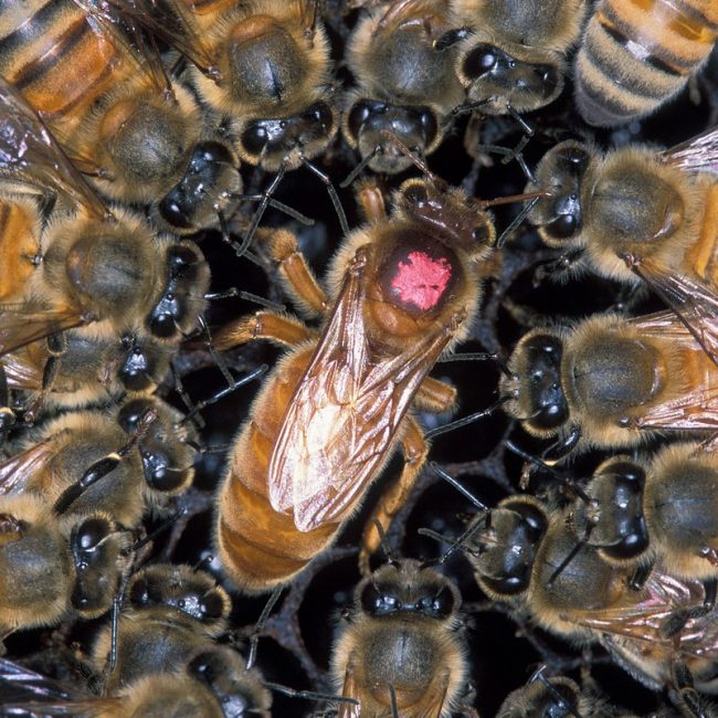 Unmated queen Honey Bees Online